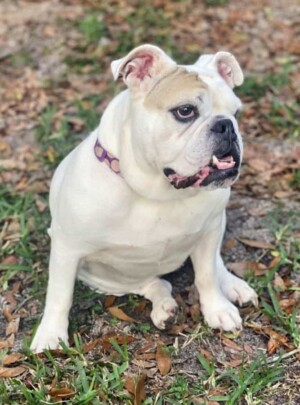 ophelia the 7 year old english bulldog by james m
