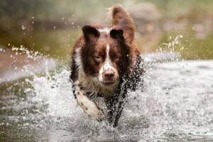 opie the aussie by pernelle s