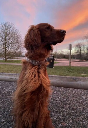 oria the irish setter by kathleen p (1)