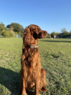 oria the irish setter by kathleen p (2)