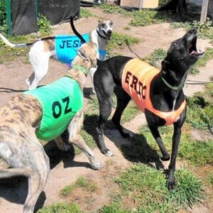 oz jessica and eric the greyhounds by toni s