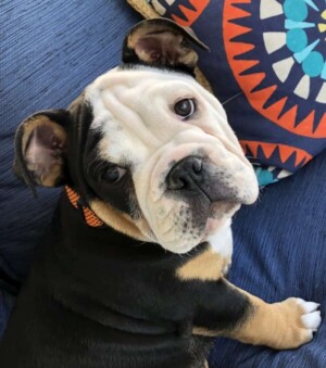 petey the bulldog by petey the bulldog