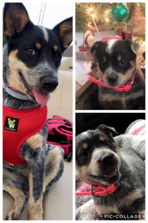 piper the acd by angie s (2)