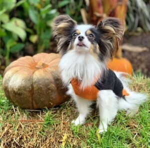 pippa the papillon by cindy p