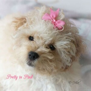 poodle intelligence by hila v (2)