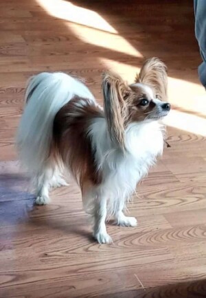 princess the papillon by marian m
