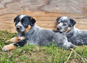 quigley and harry the 5 week old acd puppies by faith r