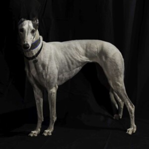 rml jewel the speedy greyhound by pat r