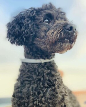 rafael the poodle by rafael (4)