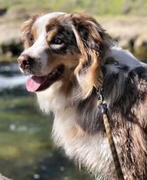 ranger is a 3 year old aussie by kelly g