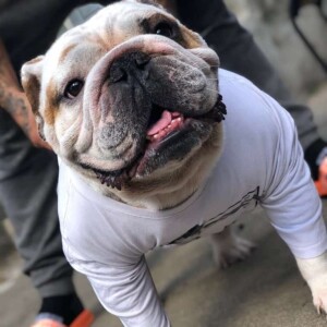rascal the bulldog by angela a