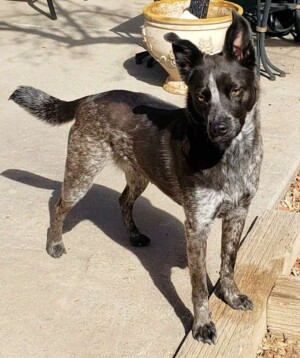 raven the 3 year old acd is my best friend by june s