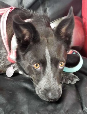 raven the acd by june s