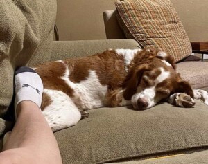 reba mae the cocker spaniel nap time by tiffany l