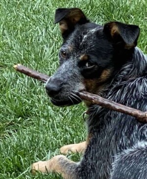 river the acd stick time by ronald m