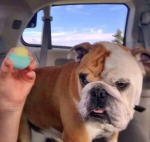 roadtrip with brutus the bulldog by tammy t