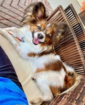 rocco the papillon by nancy m (1)