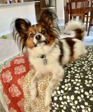 rocco the papillon by nancy m (2)