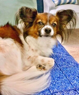 rocco the papillon by nancy m (3)