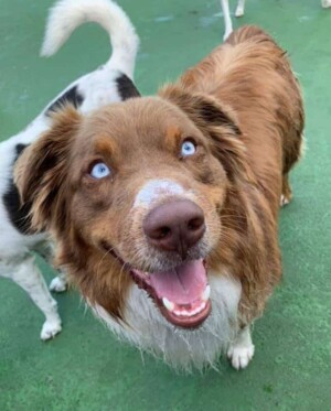 rockstar the aussie by penny e