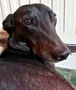 ronnie the greyhound by jade p