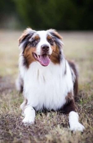 rooster is an amazing blind aussie by rachelle b (1)