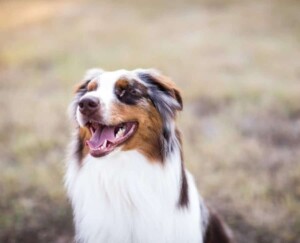 rooster is an amazing blind aussie by rachelle b (2)