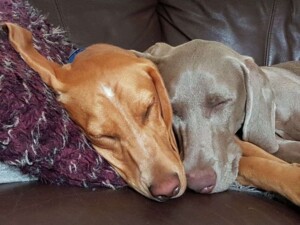 rory the vizsla by tracey h (2)