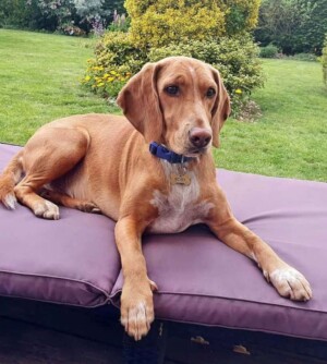 rory the vizsla by tracey h (3)
