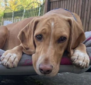 rory the vizsla by tracey h (4)