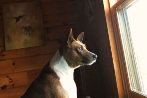 rosie the basenji by cindy pc