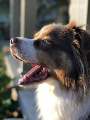 rowdy the aussie by toni k