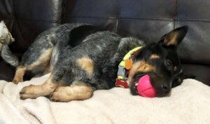 roxy the acd by adauto et (1)