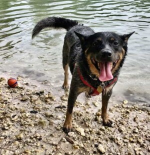 roxy the acd by adauto et (2)