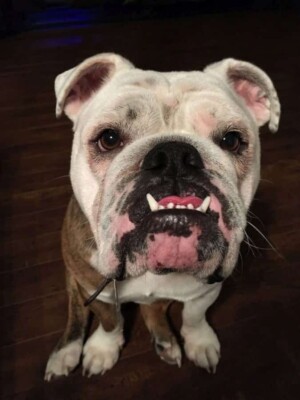 ruka the bulldog by ruka