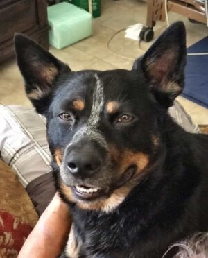 rusty the acd by brandi w