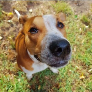 samson the acd boop the snoot by samson the redheeler