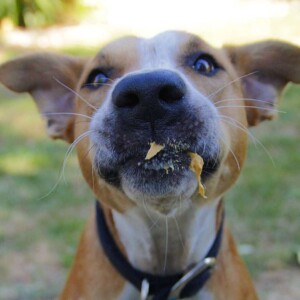 samson the acd with a peanut butter smile by samson the redheeler