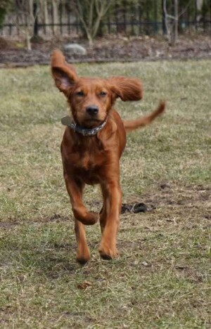 shiloh the irish setter puppy by wendy t