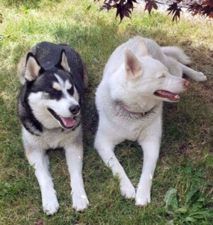 sky and aspen the huskies by eric j