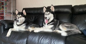 sky and myah the huskies by marc r (1)