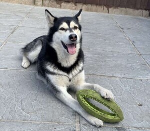 sky and myah the huskies by marc r (1)