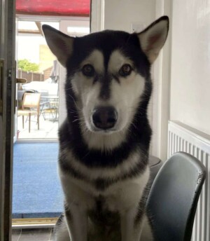 sky and myah the huskies by marc r (2)