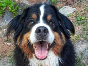 smiling bmd by lisa r