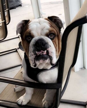 spartacus the bulldog by amie s