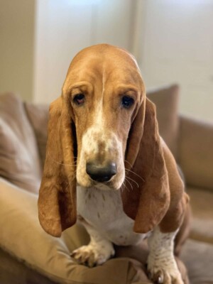 stella the basset hound disney eyes by erin d