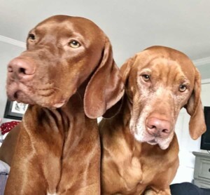 sterling and havoc the vizslas by brandie l