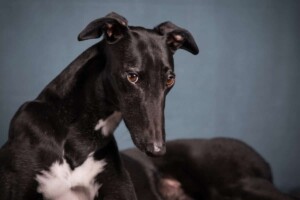 summer the greyhound by alison l