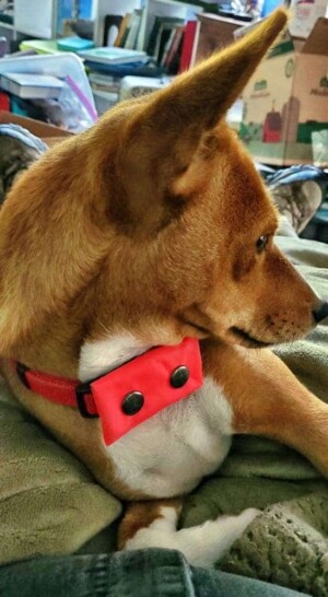 sunshine the basenji by leah s