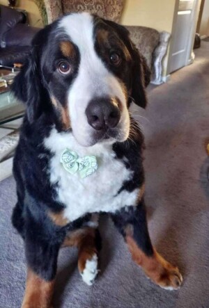 team bmd by tracey r